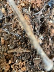 Tetramorium immigrans