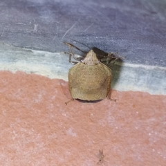 Pachycorinae