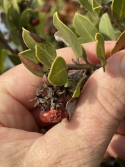 Arctostaphylos montereyensis