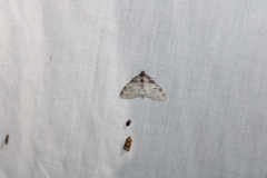 Lobophora nivigerata