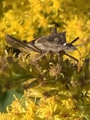 Leptoglossus zonatus