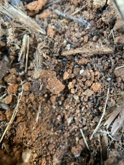 Tetramorium immigrans