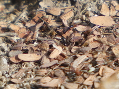 Veromessor pergandei