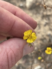 Deinandra corymbosa