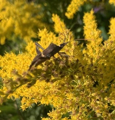 Leptoglossus zonatus