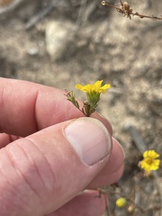 Deinandra corymbosa