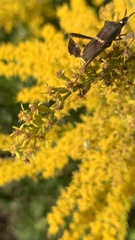 Leptoglossus zonatus