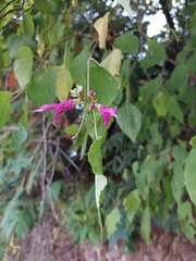 Salvia pringlei