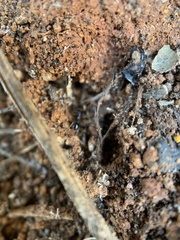 Tetramorium immigrans