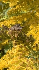 Leptoglossus zonatus