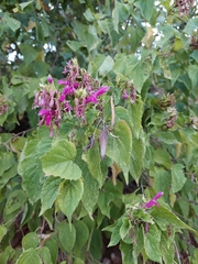 Salvia pringlei