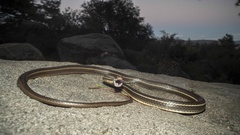 Masticophis lateralis