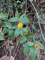 Lasianthaea macrocephala