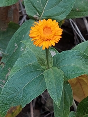 Lasianthaea macrocephala