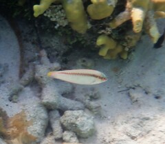 Halichoeres scapularis