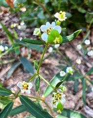Euphorbia curtisii