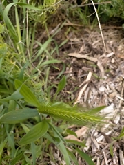 Hordeum