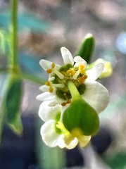 Euphorbia curtisii