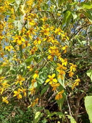 Dendroviguiera quinqueradiata