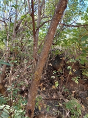 Dendroviguiera quinqueradiata