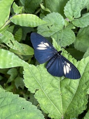 Altinote ozomene nox