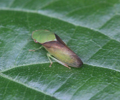 Petalocephala conspicua