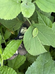 Altinote ozomene nox