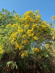 Dendroviguiera quinqueradiata