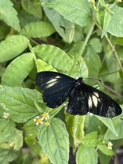 Altinote ozomene nox