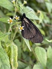 Altinote ozomene nox