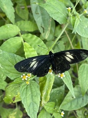 Altinote ozomene nox