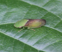Petalocephala conspicua