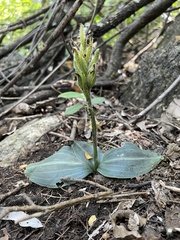 Sarcoglottis rosulata