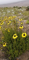 Encelia canescens