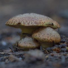 Suillus lakei