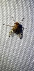Ormia