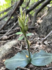 Sarcoglottis rosulata
