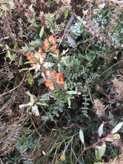 Swainsona stipularis