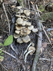 Lyophyllum