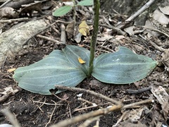 Sarcoglottis rosulata