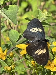 Altinote ozomene nox