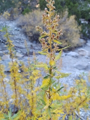 Chamaebatiaria millefolium