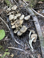 Lyophyllum