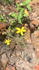 Croptilon divaricatum