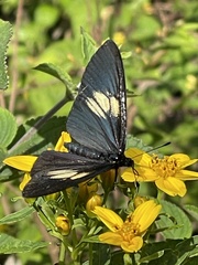 Altinote ozomene nox