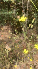 Croptilon divaricatum