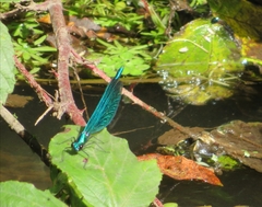 Calopteryx