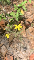 Croptilon divaricatum