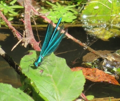 Calopteryx