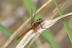 Rhodothemis lieftincki